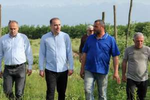 წყალტუბოს მუნიციპალიტეტის&nbsp; სოფლებში ადგილობრივი ფერმერები მუშაობას აგრძელებენ