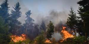 ''ტყეში ხანძრის გამომწვევი ძირითადი მიზეზი ადამიანთა დაუდევრობაა'' - გარემოს დაცვის სამინისტრო