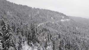 ბაკურიანში ზვავში მოყოლილი ადამიანის ძებნის ოპერაციაში ვერტმფრენი ჩაერთვება