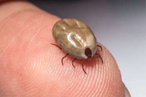 ჩინეთში 5 ადამიანი დაიღუპა ვირუსით, რომელიც ტკიპის ნაკბენით გადადის