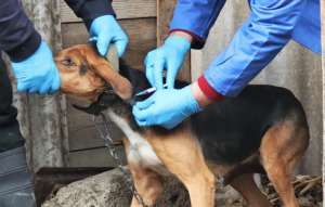 სურსათის ეროვნული სააგენტოს ინფორმაციით, დედოფლისწყაროს მუნიციპალიტეტში, ზამთრის საძოვარზე არსებულ ფერმაში ცოფით ძაღლის დაავადების შემთხვევა დაფიქსირდა