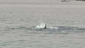 ეგვიპტეში ზვიგენმა რუსეთის მოქალაქე შეჭამა