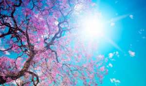 როგორი ამინდია მოსალოდნელი საქართველოში