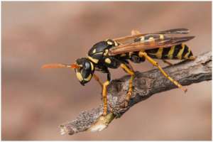 როგორ უნდა მოვიქცეთ თუ კრაზანამ გვიკბინა – ექიმის რჩევა