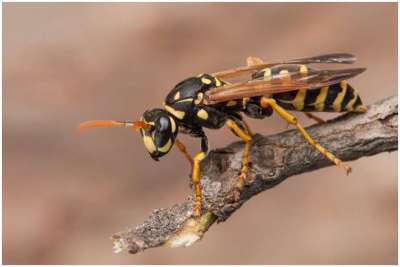 როგორ უნდა მოვიქცეთ თუ კრაზანამ გვიკბინა – ექიმის რჩევა