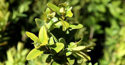 ბზის მოჭრაზე კონტროლი მკაცრდება