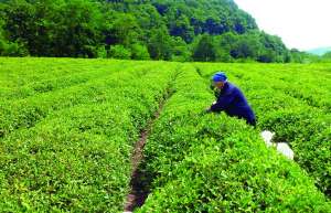 "ვირუსის პანდემიით გამოწვეული შეზღუდვების გამო ჩაის პლანტაციებში ქართველები სენეგალელებმა შეცვალეს&ldquo;
