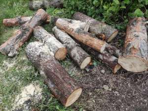 იმერეთსა და რეგიონებში ხე-ტყის უკანონო მოპოვების ფაქტები გამოვლინდა