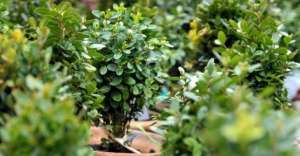 მართლმადიდებელი ეკლესია ბზობას აღნიშნავს