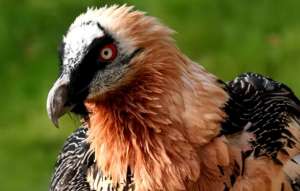 ყველაზე საშიში ფრინველები დედამიწაზე (ვიდეო)