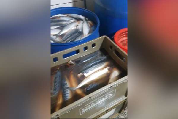 თევზის ორ საწარმოში კრიტიკული შეუსაბამობა გამოვლინდა