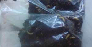 "საბავშვო ბაღების მოსწავლეებმა მერიისგან მატლებით სავსე ჩაი მიიღეს "