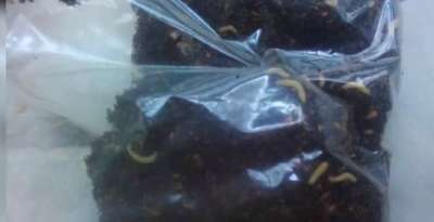 "საბავშვო ბაღების მოსწავლეებმა მერიისგან მატლებით სავსე ჩაი მიიღეს "