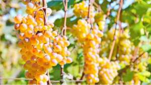 ყურძნის სასარგებლო თვისებები