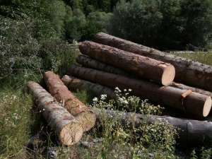 იმერეთსა და სხვა რეგიონებში ხე-ტყის უკანონო მოპოვება-ტრანსპორტირების ფაქტები გამოვლინდა