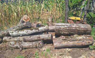 გარემოსდაცვითი ზედამხედველობის დეპარტამენტმა აჭარასა და იმერეთში 4 უკანონო სახერხი საამქრო გამოავლინა