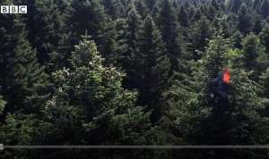 50 მეტრის სიმაღლეზე: როგორ მუშაობენ გირჩის შემგროვებლები საქართველოში